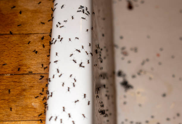 Flea Control Services in Wayne, OH