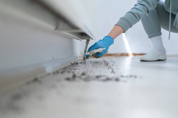 Best Flea Control Services  in Wayne, OH